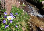 24 Pinguicula vulgaris con Leucanthemum